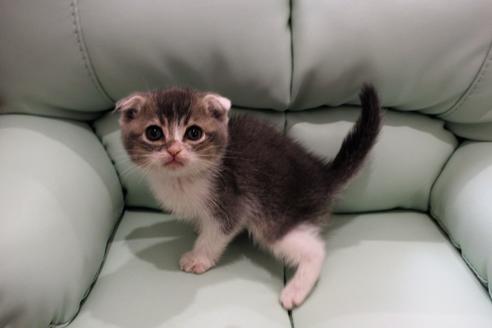 成約済の大阪府のスコティッシュフォールド-5955の1枚目